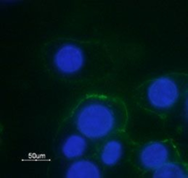 alpha 1B-Adrenergic Receptor (extracellular) Antibody in Immunocytochemistry (ICC/IF)