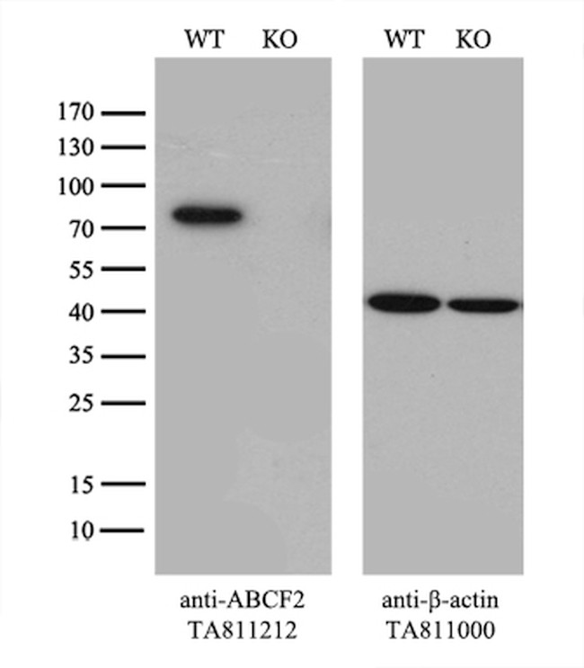 ABCF2 Antibody