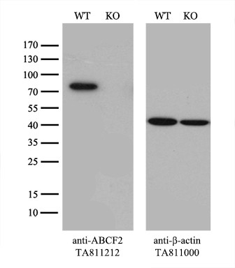 ABCF2 Antibody