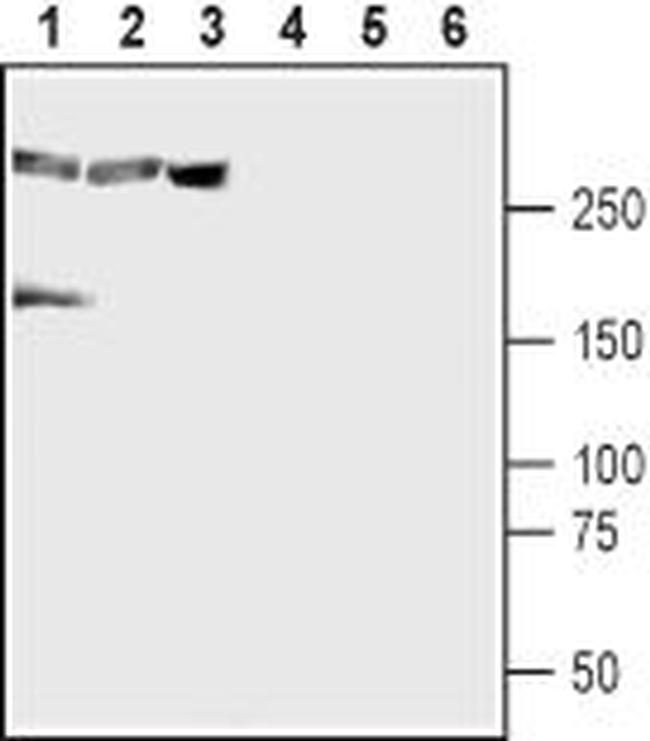 CaV1.3 (CACNA1D) Antibody in Western Blot (WB)