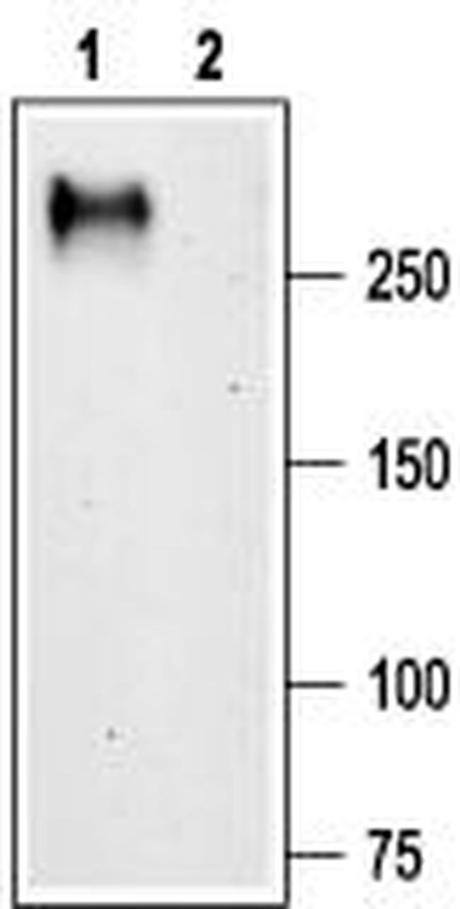 CACNA1G (CaV3.1) Antibody in Western Blot (WB)
