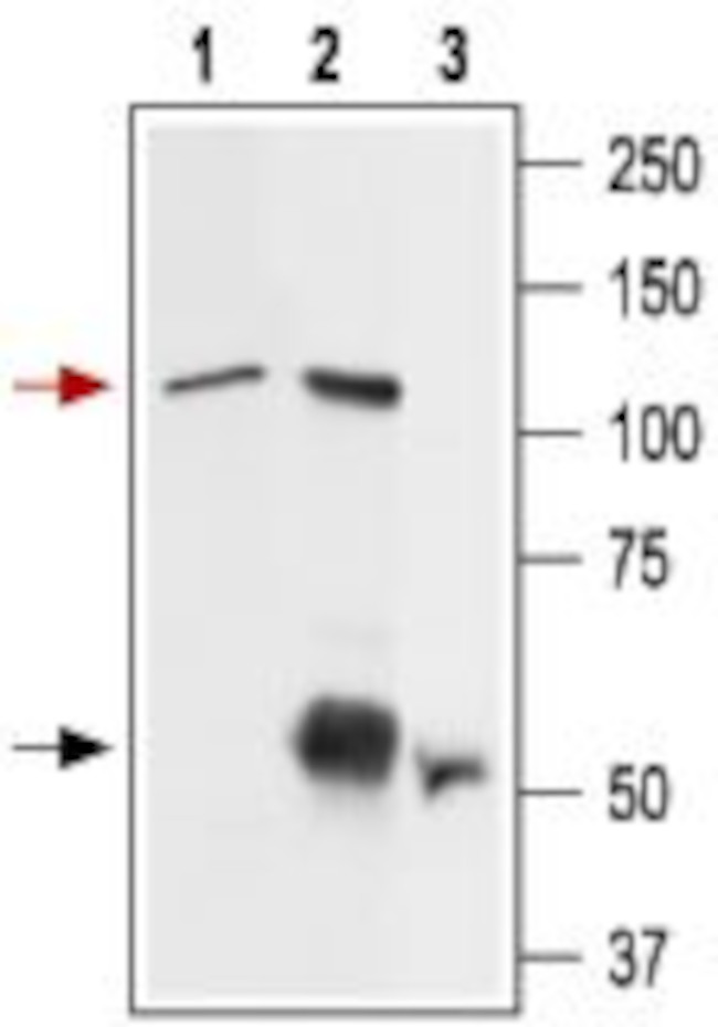 TRPV2 (VRL1) (extracellular) Antibody in Immunoprecipitation (IP)