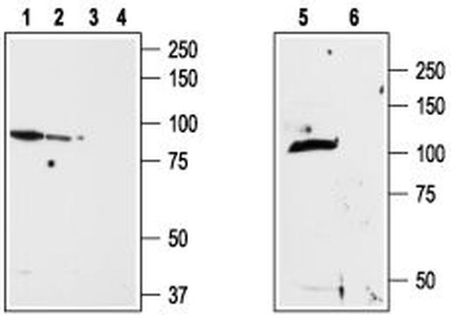 TRPV2 (VRL1) (extracellular) Antibody in Western Blot (WB)