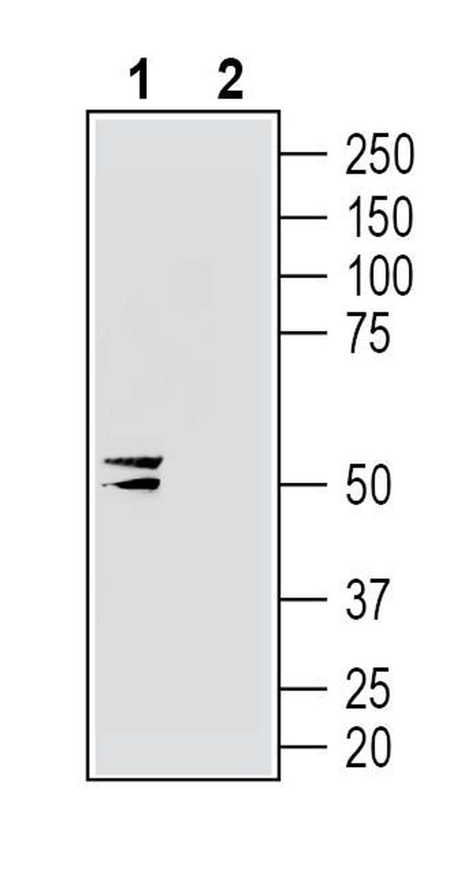 Connexin-47 (GJC2) Antibody in Western Blot (WB)