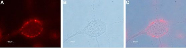 Pannexin 2 (extracellular) Antibody in Immunocytochemistry (ICC/IF)
