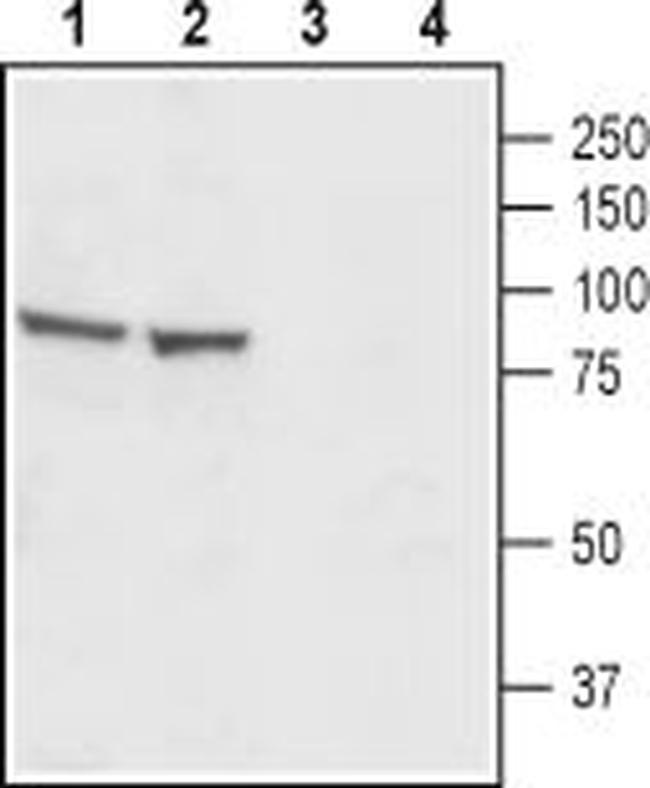 CatSper1 (extracellular) Antibody in Western Blot (WB)
