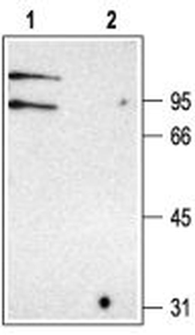 CLC-K Antibody in Western Blot (WB)
