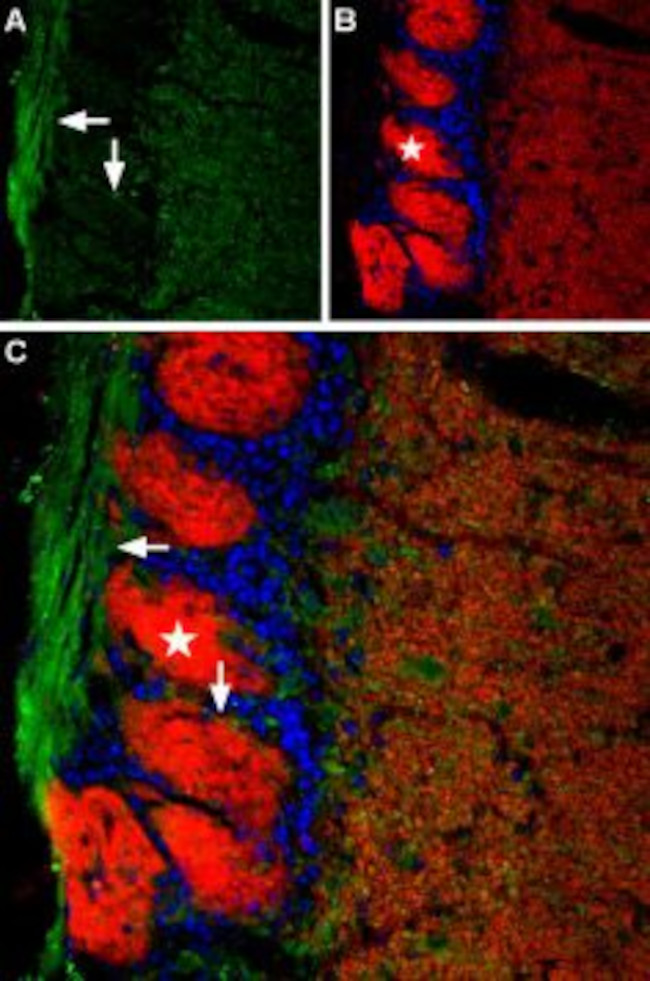 TMEM16B (ANO2) (extracellular) Antibody in Immunohistochemistry (IHC)