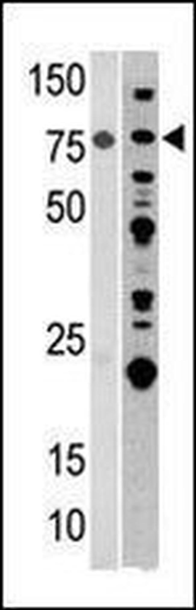 Aconitase 2 Antibody in Western Blot (WB)