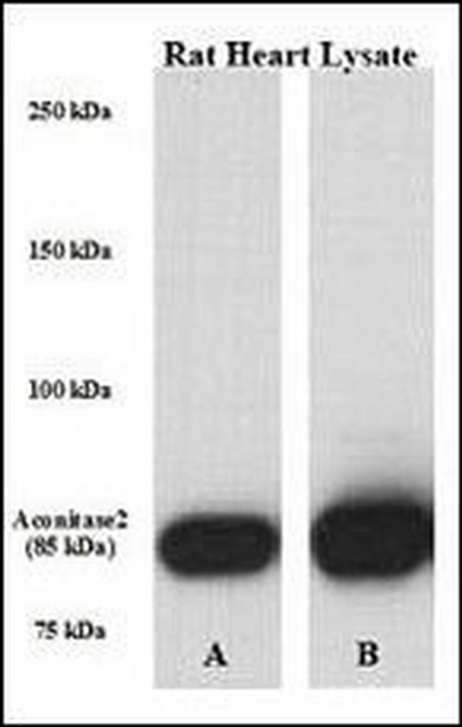 Aconitase 2 Antibody in Western Blot (WB)