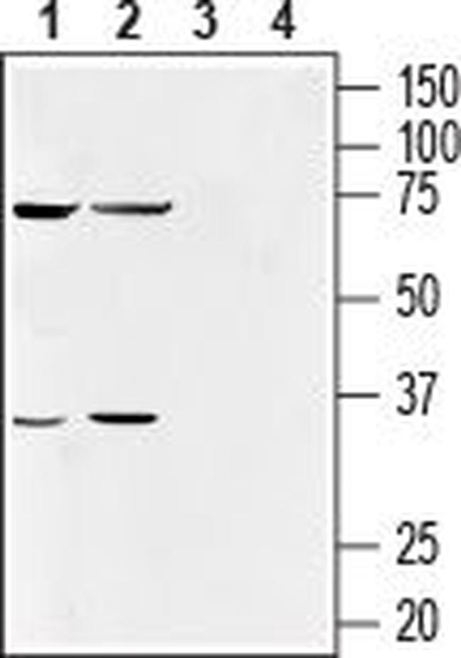GPR55 (extracellular) Antibody in Western Blot (WB)