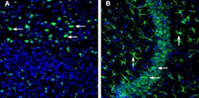 SLC22A3 (extracellular) Antibody in Immunohistochemistry (Frozen) (IHC (F))