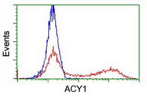 ACY1 Antibody in Flow Cytometry (Flow)