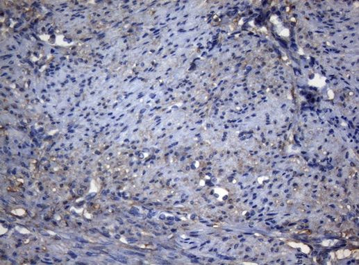 ADH5 Antibody in Immunohistochemistry (Paraffin) (IHC (P))