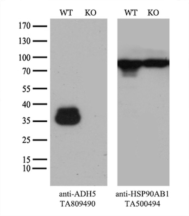 ADH5 Antibody