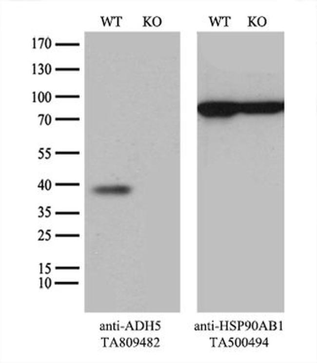 ADH5 Antibody in Western Blot (WB)