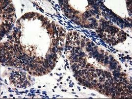 ADSL Antibody in Immunohistochemistry (Paraffin) (IHC (P))