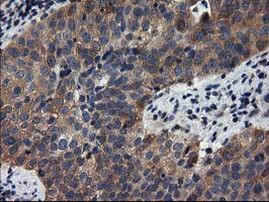 ADSL Antibody in Immunohistochemistry (Paraffin) (IHC (P))