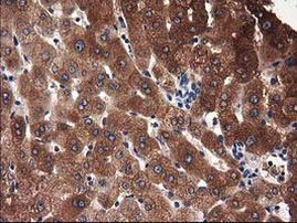 ADSL Antibody in Immunohistochemistry (Paraffin) (IHC (P))