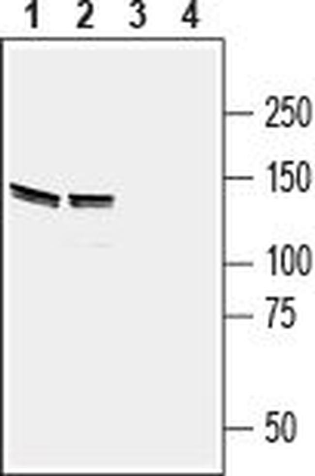 EphB4 (extracellular) Antibody in Western Blot (WB)