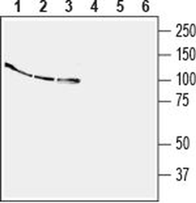 EphB4 (extracellular) Antibody in Western Blot (WB)