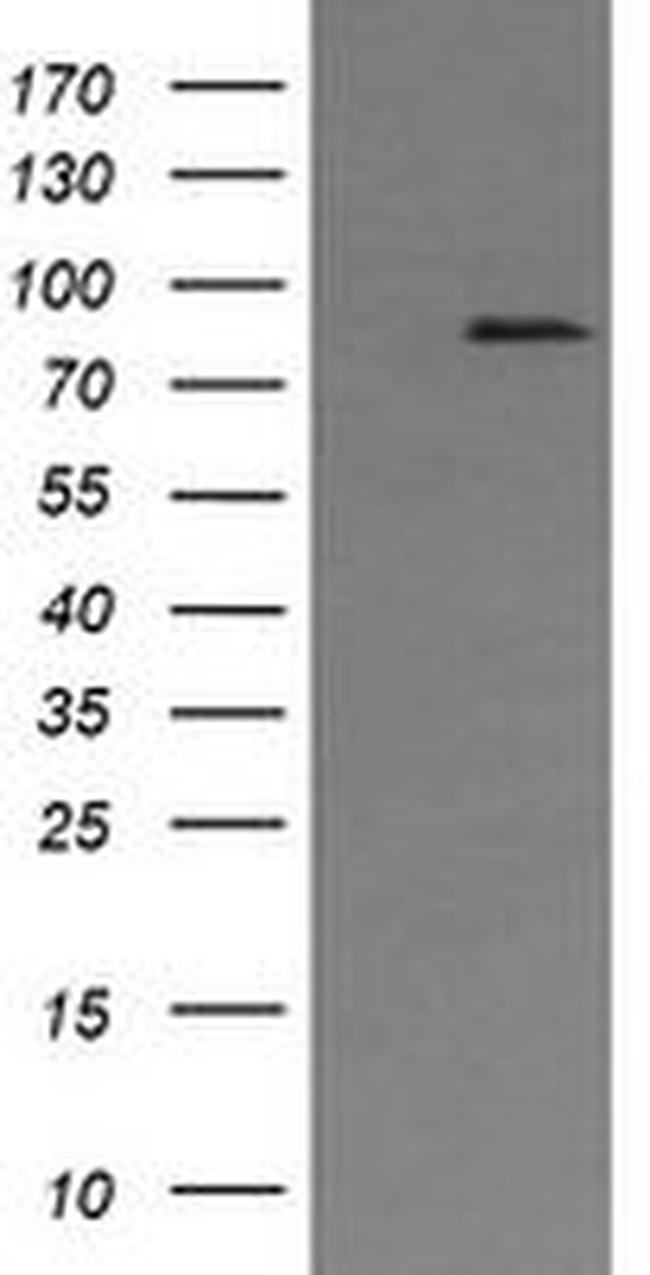 AFG3L2 Antibody in Western Blot (WB)