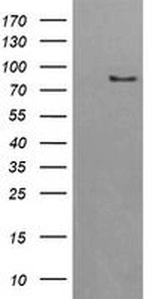 AFG3L2 Antibody in Western Blot (WB)