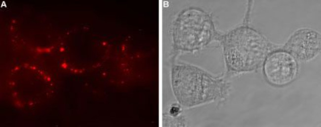 GABA(A) rho 3 Receptor (GABRR3) (extracellular) Antibody in Immunocytochemistry (ICC/IF)