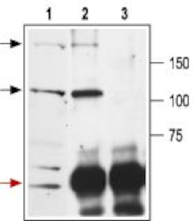 NMDAR2A (GluN2A) (extracellular) Antibody in Immunoprecipitation (IP)