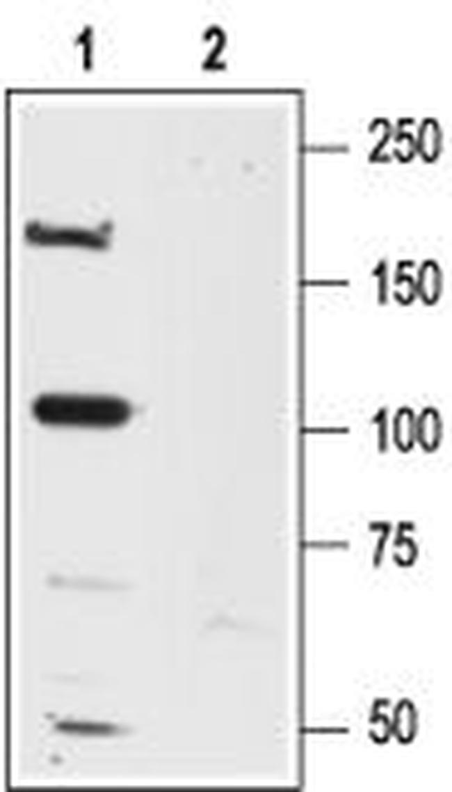 NMDAR2A (GluN2A) (extracellular) Antibody in Western Blot (WB)