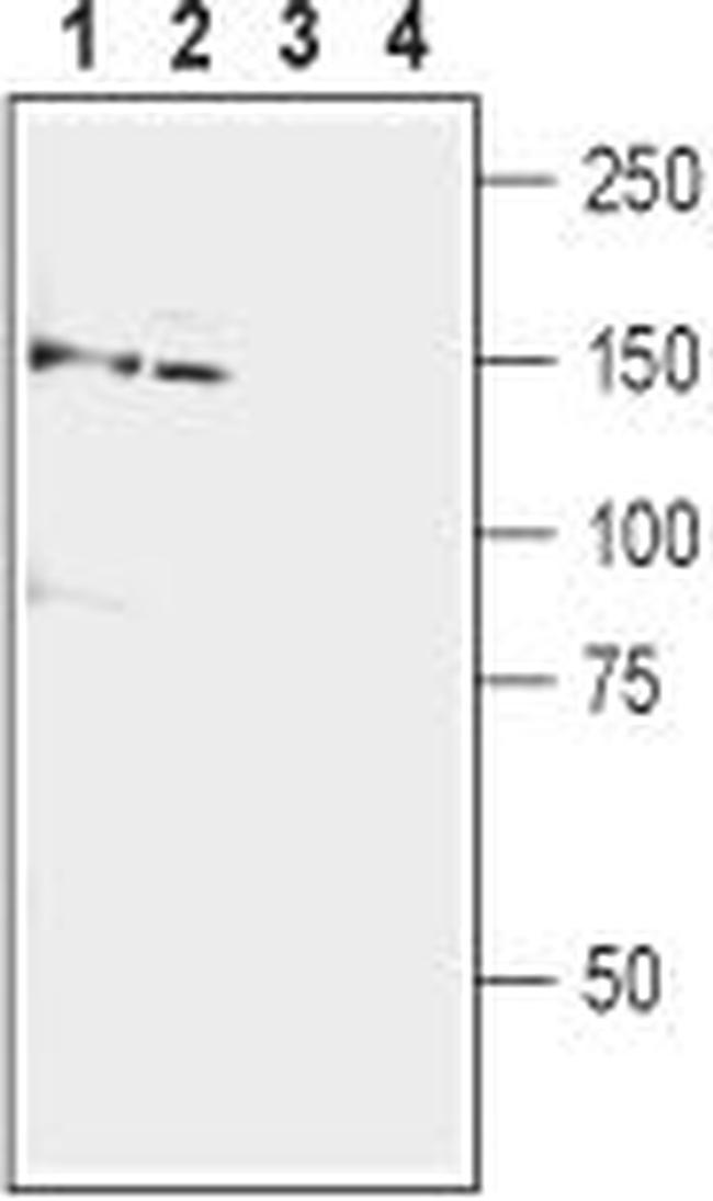 mGluR5 (extracellular) Antibody in Western Blot (WB)