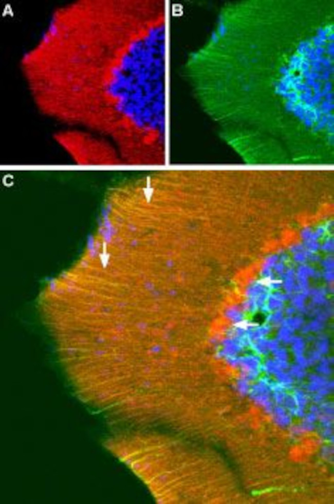 GluR3 (GluA3) (extracellular) Antibody in Immunohistochemistry (Frozen) (IHC (F))