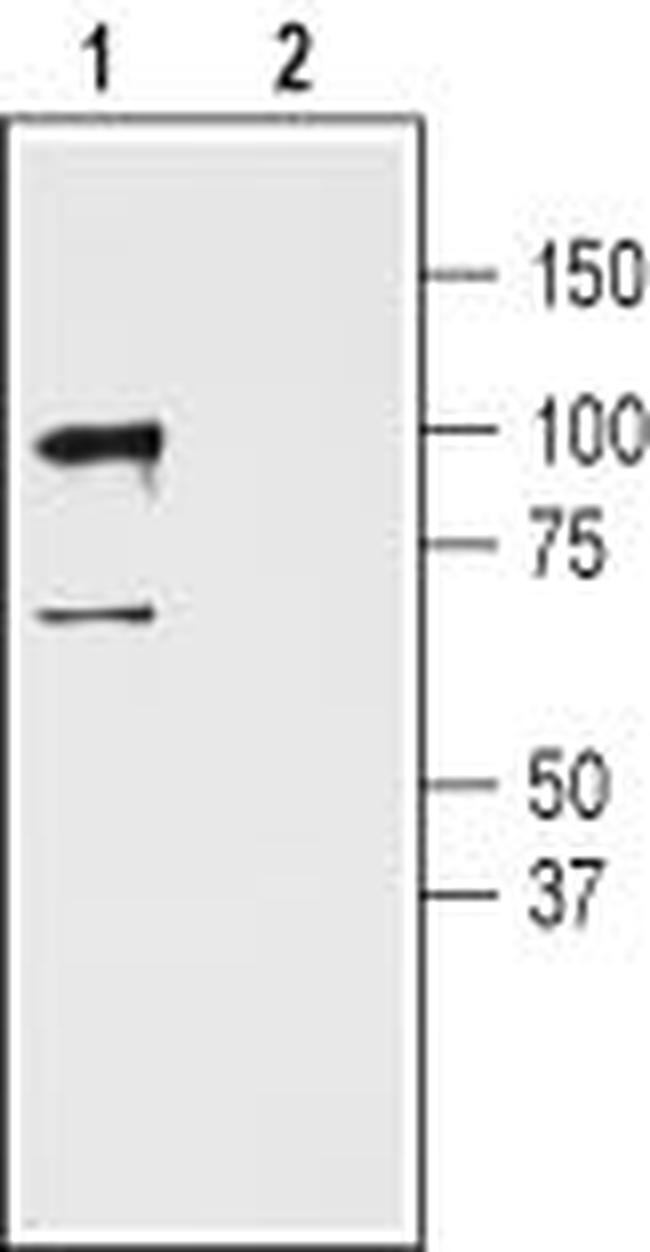 GluR3 (GluA3) (extracellular) Antibody in Western Blot (WB)