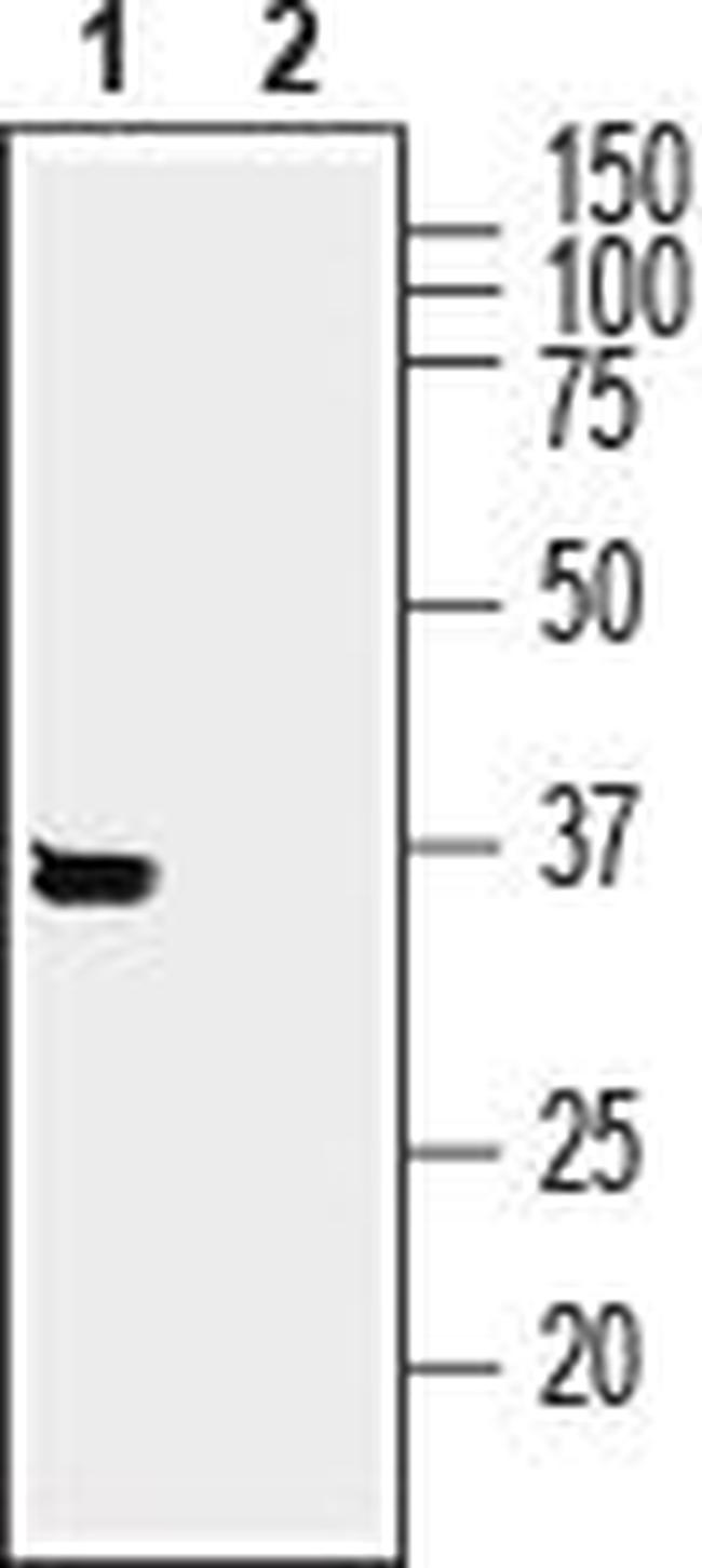 SynDIG1 Antibody in Western Blot (WB)