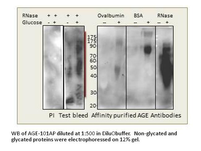 AGE Antibody in Western Blot (WB)