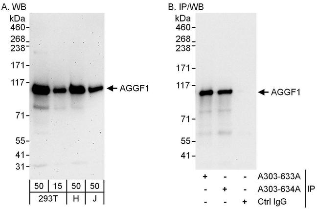 AGGF1 Antibody in Western Blot (WB)