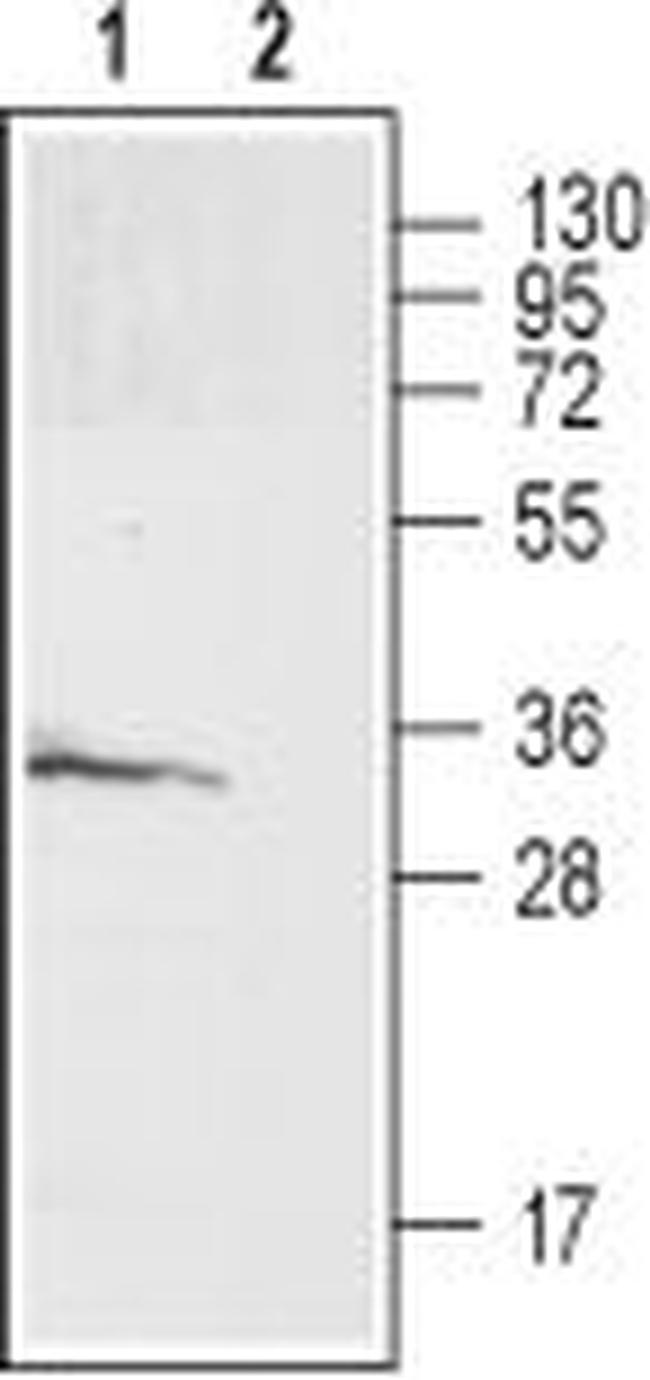 GALR3 (extracellular) Antibody in Western Blot (WB)
