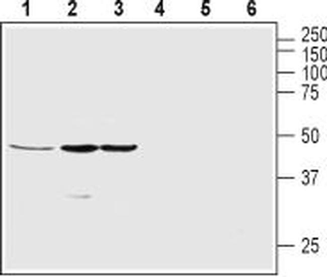 Ghrelin Receptor (GHSR) (extracellular) Antibody in Western Blot (WB)