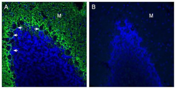 GPR37L1 (extracellular) Antibody in Immunohistochemistry (Frozen) (IHC (F))