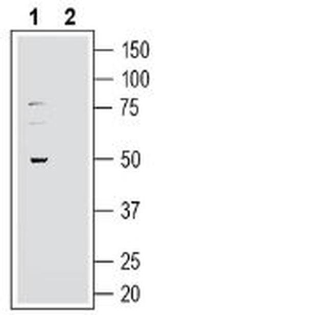 GPR37L1 (extracellular) Antibody in Western Blot (WB)