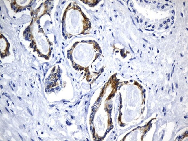 AGR2 Antibody in Immunohistochemistry (Paraffin) (IHC (P))