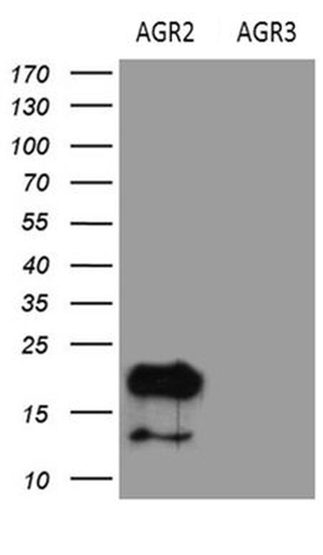 AGR2 Antibody in Western Blot (WB)