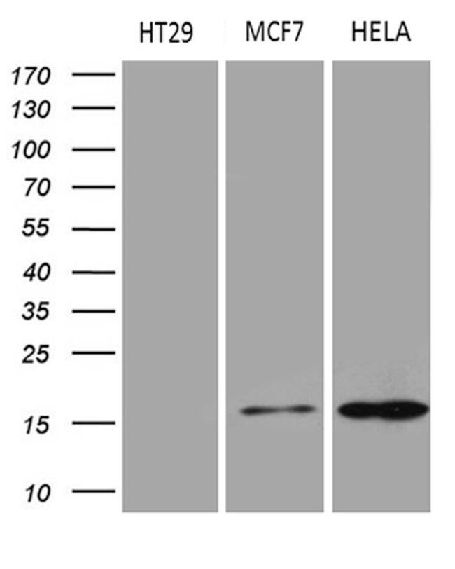 AGR2 Antibody in Western Blot (WB)