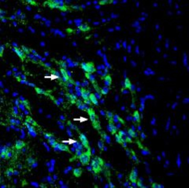 SLC6A14 (extracellular) Antibody in Immunohistochemistry (Frozen) (IHC (F))