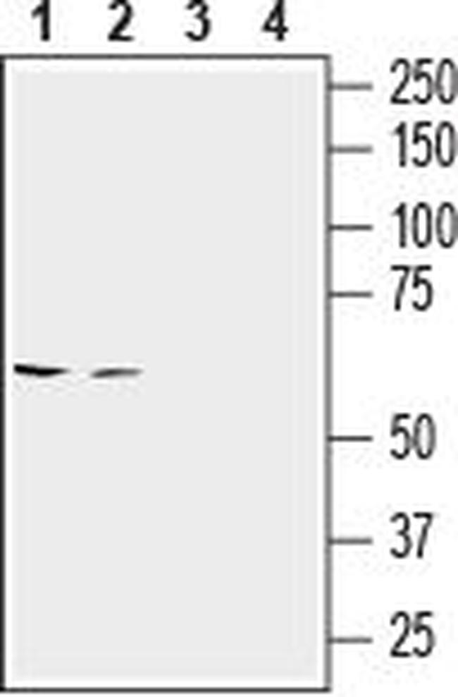 SLC6A14 (extracellular) Antibody in Western Blot (WB)