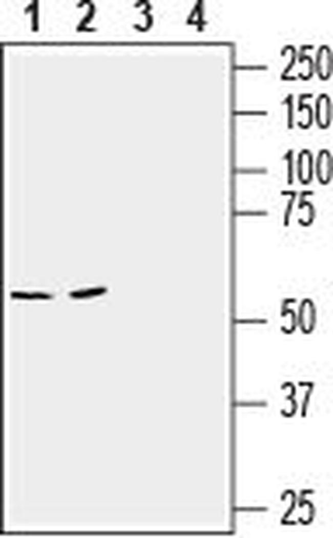 SLC6A14 (extracellular) Antibody in Western Blot (WB)