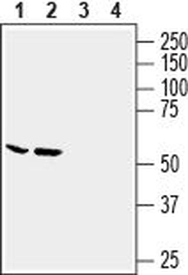 SLC6A14 (extracellular) Antibody in Western Blot (WB)