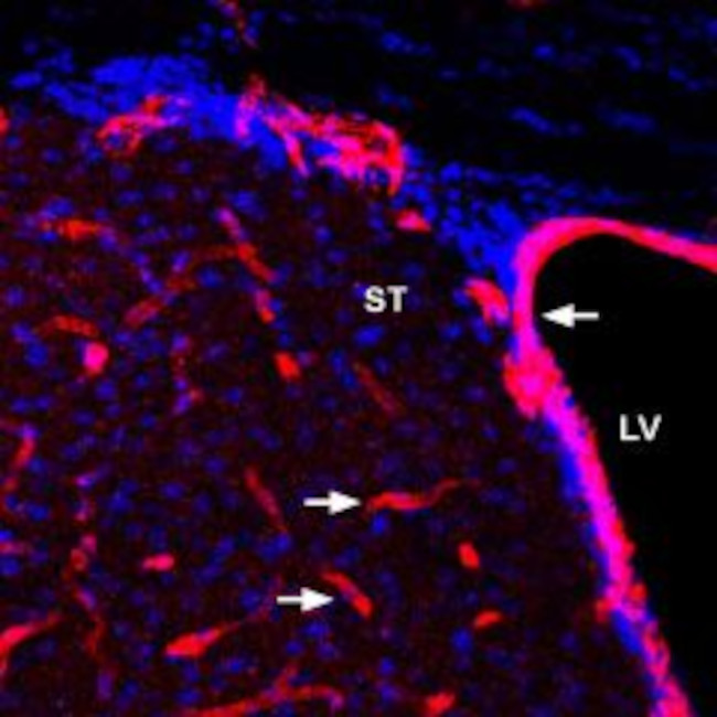 GLUT1 Antibody in Immunohistochemistry (Frozen) (IHC (F))