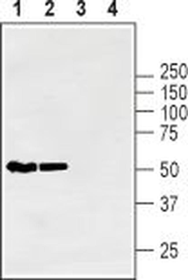 GLUT1 Antibody in Western Blot (WB)