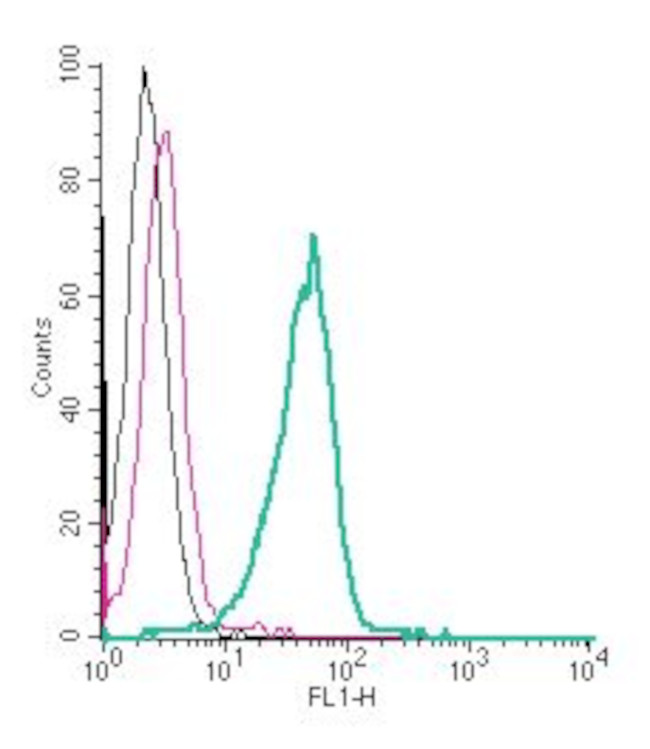 GLUT8 (extracellular) Antibody in Flow Cytometry (Flow)